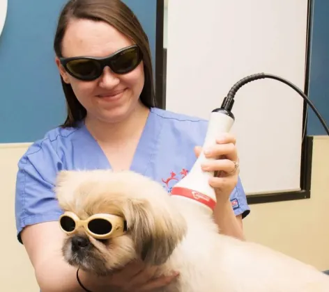 Vet giving dog laser therapy