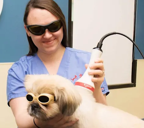Vet giving dog laser therapy Vet giving dog laser therapy