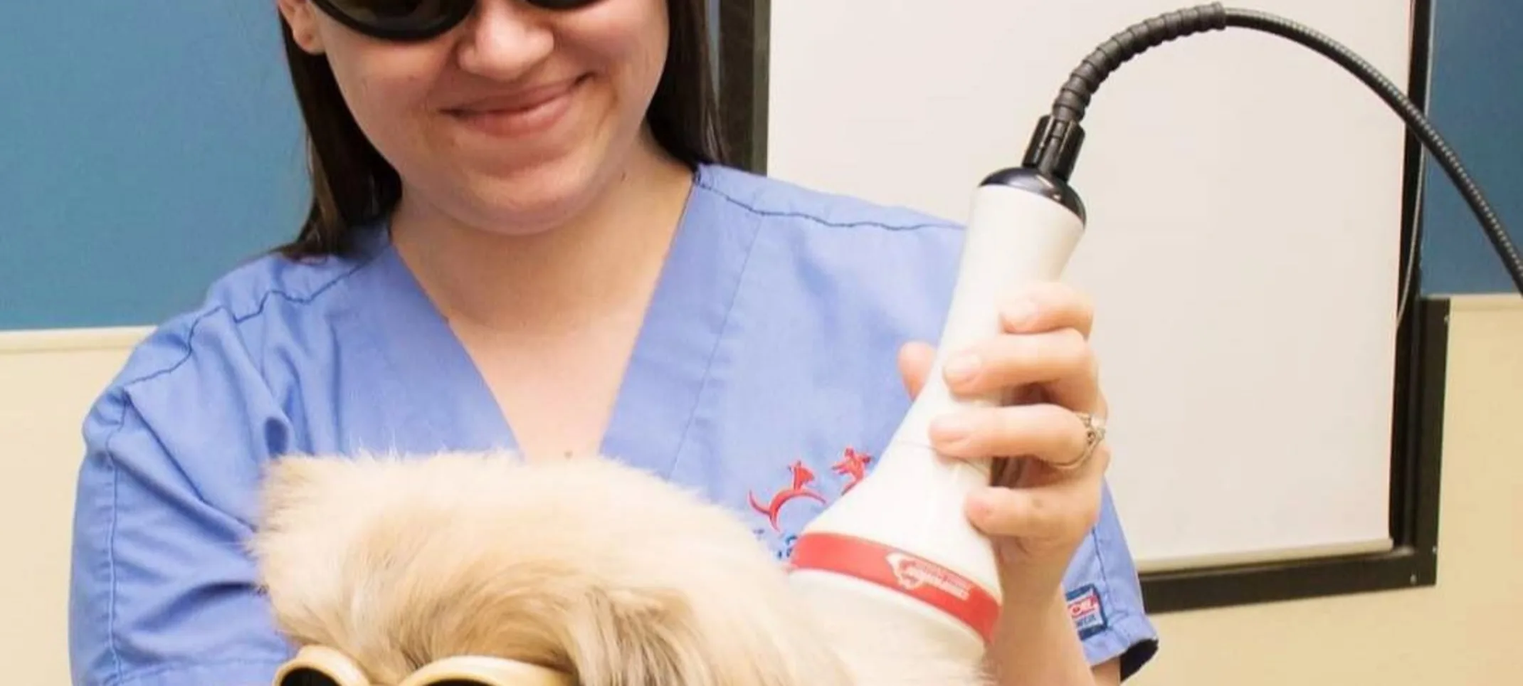 Vet giving dog laser therapy Vet giving dog laser therapy
