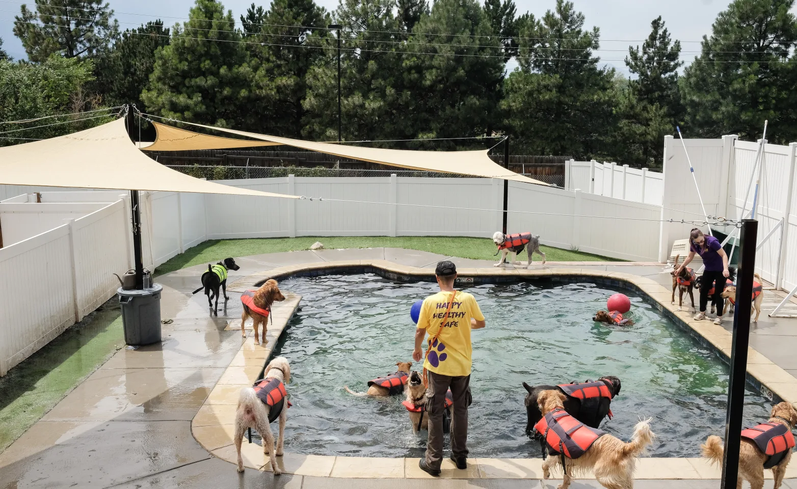Lots of dogs wearing life vests and swimming in the pool at City Bark.