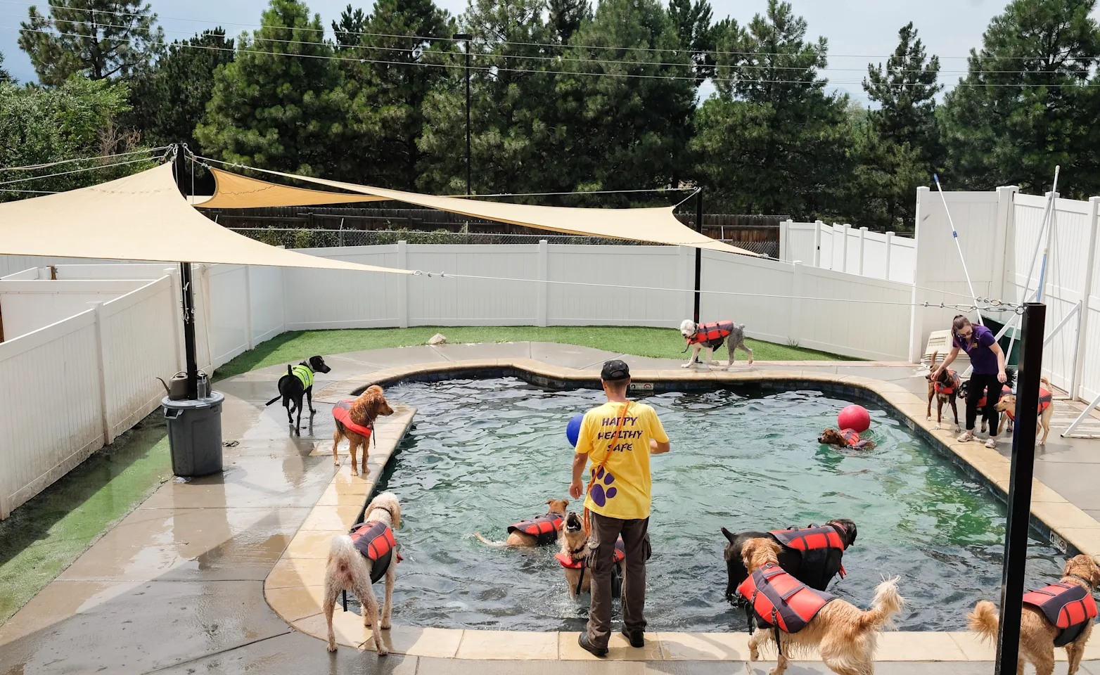 Lots of dogs wearing life vests and swimming in the pool at City Bark.