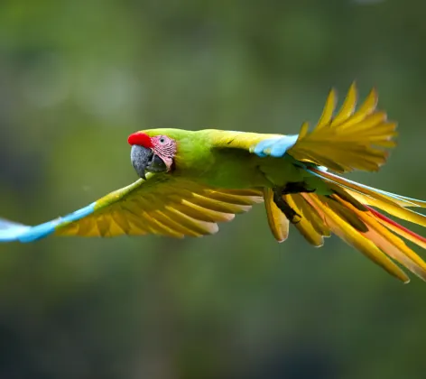 Bird flying Bird flying