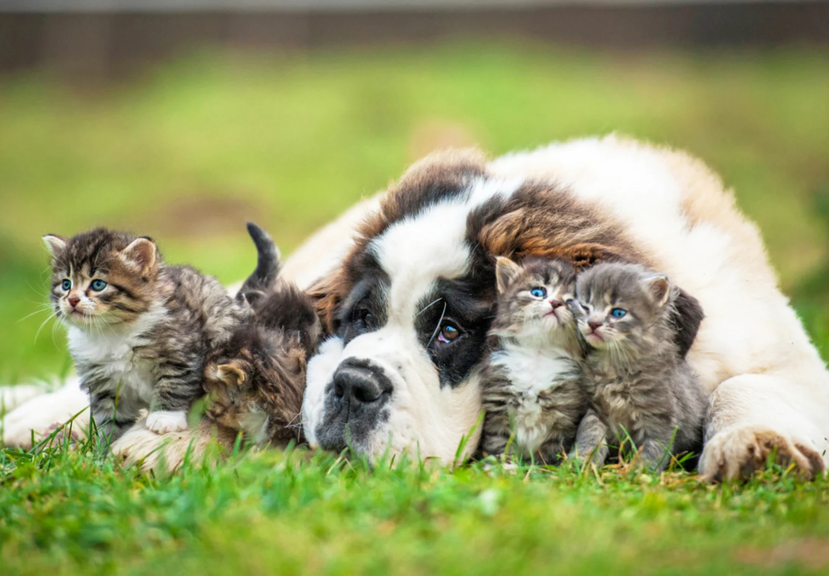 Big dog cuddling with kittens Big dog cuddling with kittens