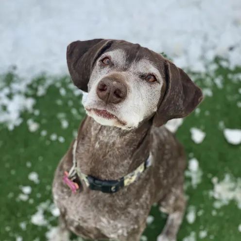 Gray/White Dog Standing on Snowy Grass