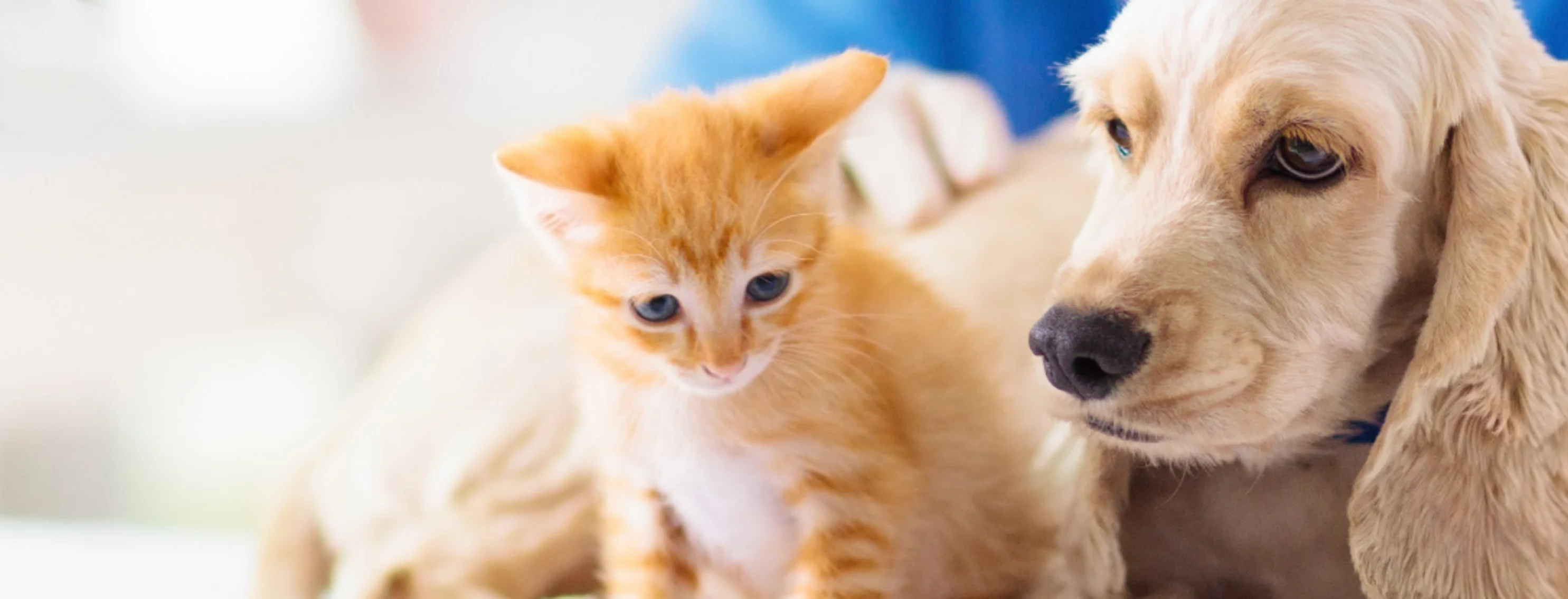 Puppy with Kitten with Doctor on table Puppy with Kitten with Doctor on table