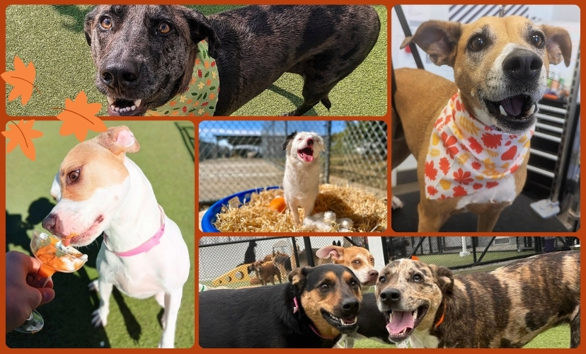 PetSuites Erlanger: Pet Boarding, Daycare & Grooming | PetSuites Erlanger