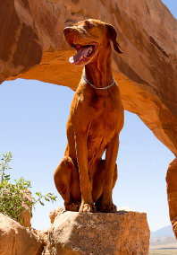 Emergency Vet Arizona Veterinary Emergency &amp; Critical