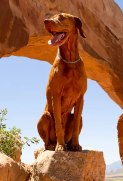 Dog in desert sitting on rock