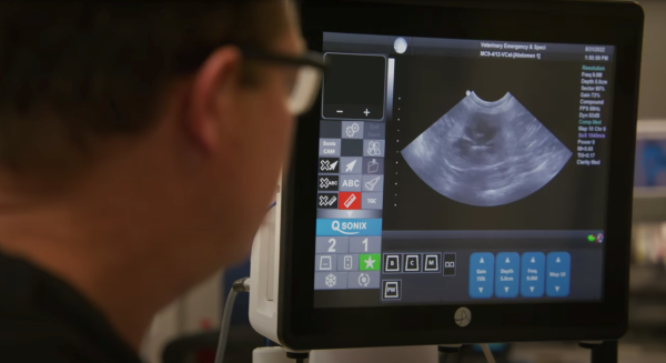 Veterinarian viewing ultrasound