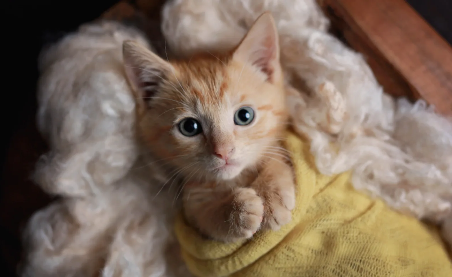 Kitten in blanket at Ferry Farm Animal Clinic Kitten in blanket at Ferry Farm Animal Clinic