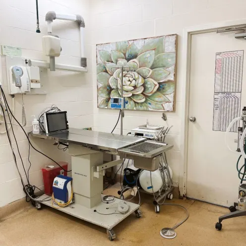 Dental suite at Eastern Shore Animal Hospital.