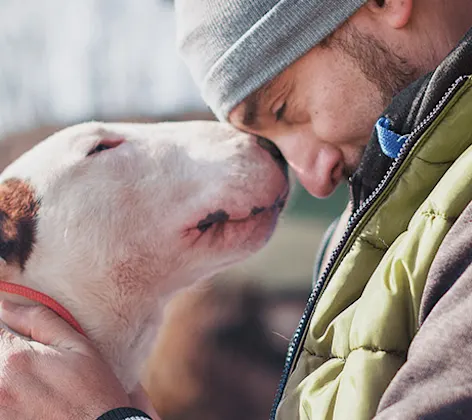 Bullterrier and man outdoors Bullterrier and man outdoors