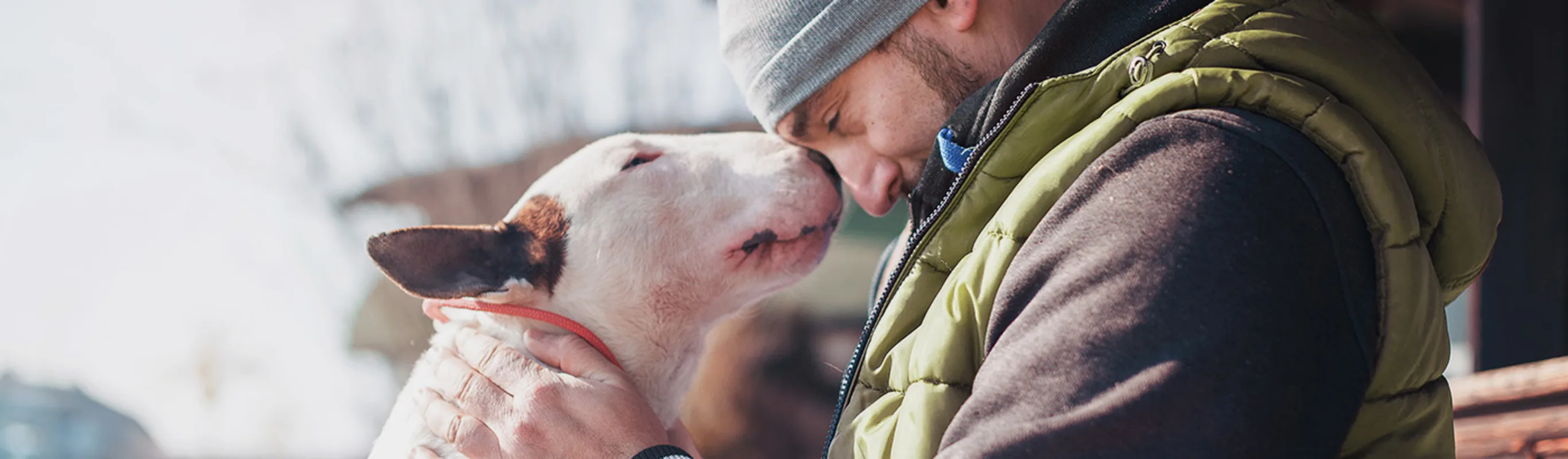 Bullterrier and man outdoors Bullterrier and man outdoors