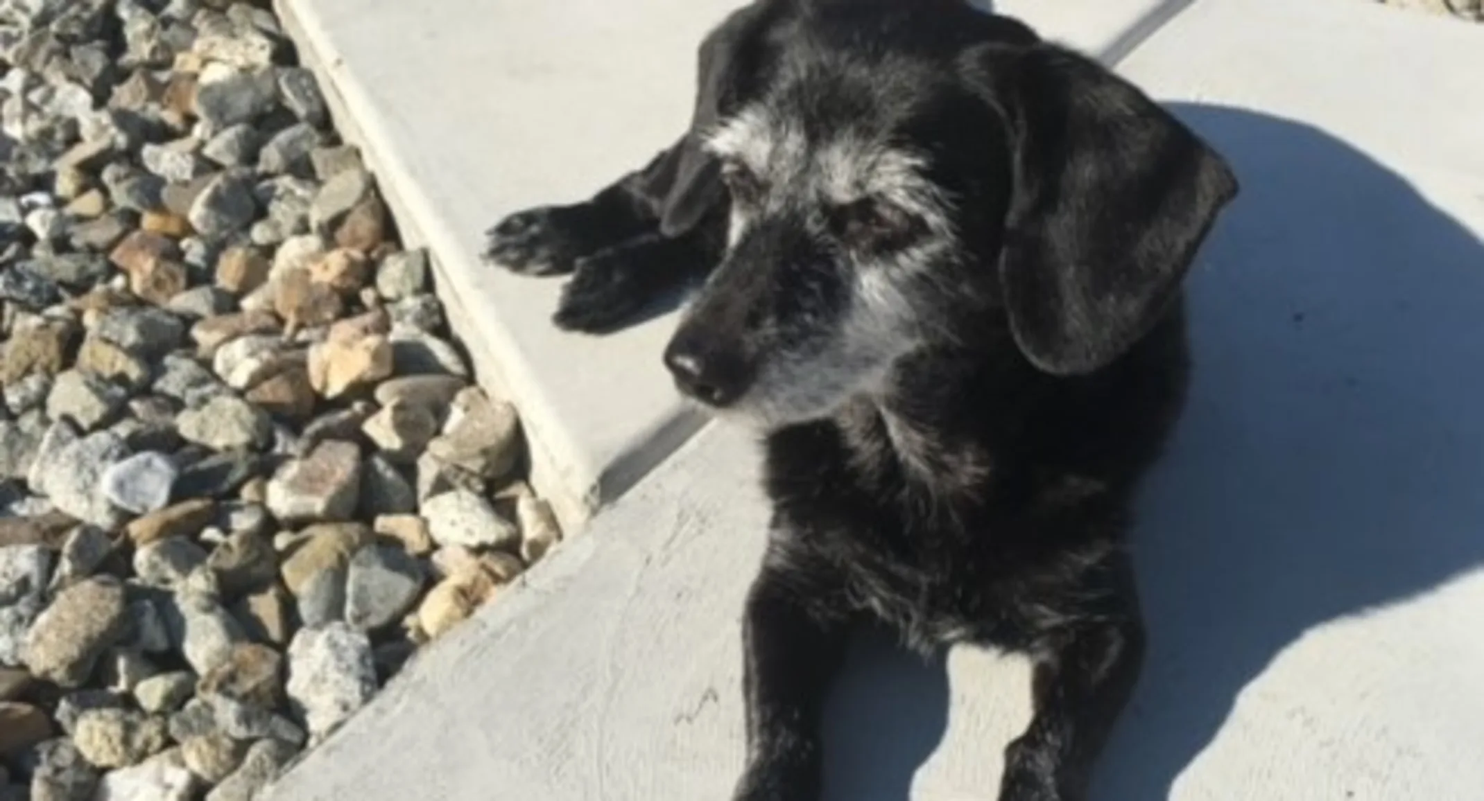 ShyAnne the dog laying in the sun ShyAnne the dog laying in the sun