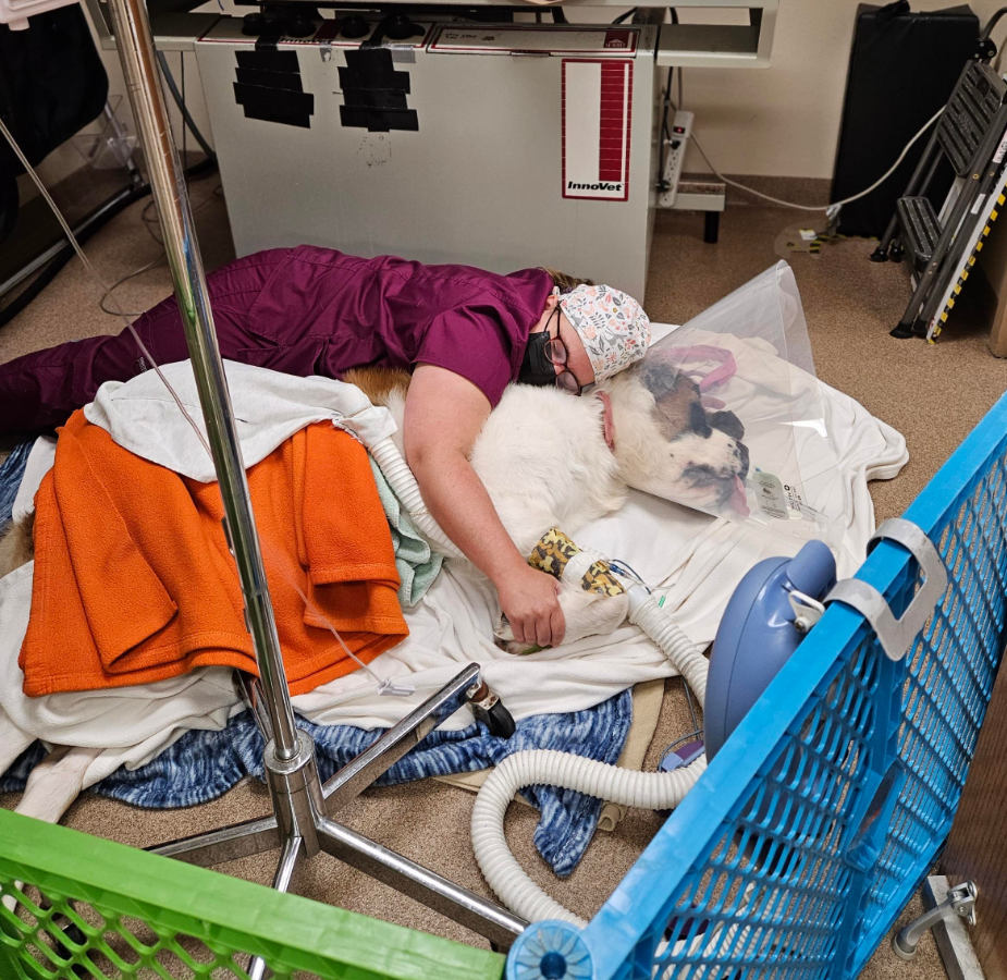 Staff member laying on the floor gated in with a large dog in a cone 