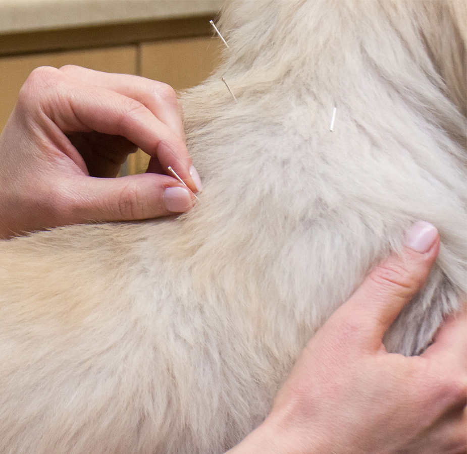 Close Up of Acupuncture with Dr. Guidry