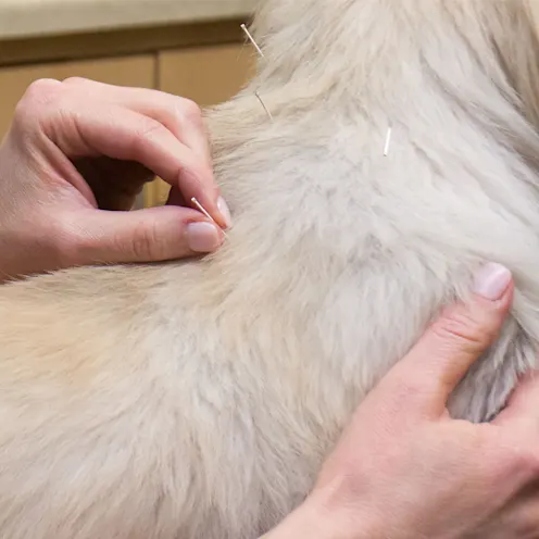 Close Up of Acupuncture with Dr. Guidry Close Up of Acupuncture with Dr. Guidry