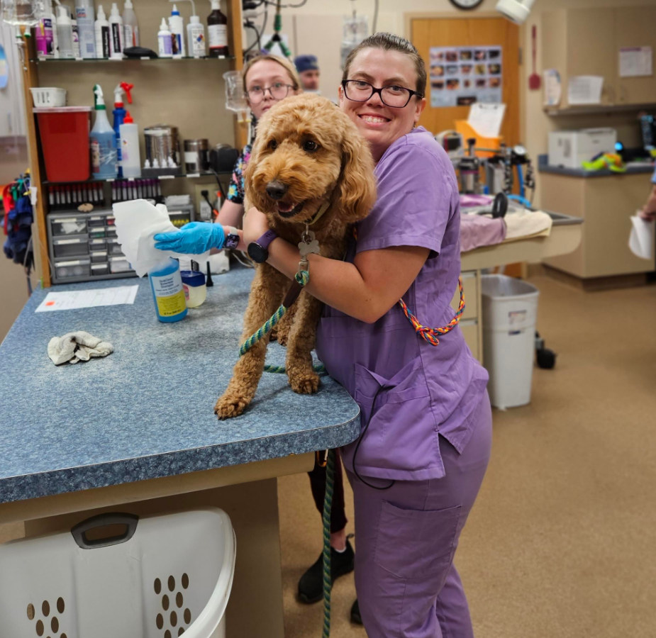 Staff member dressed in purple holding an orange dog on a table