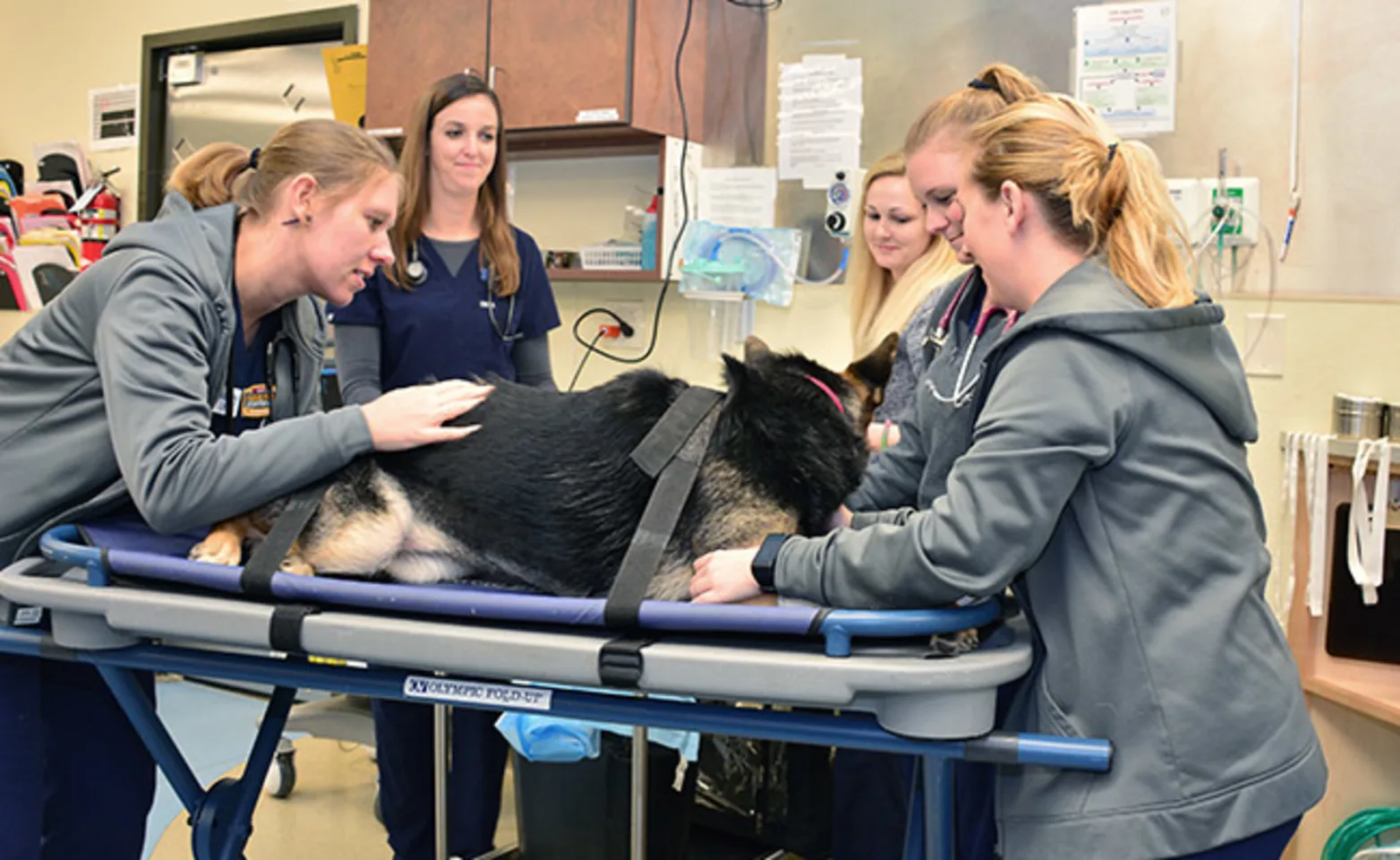 Doctors with dog on bed