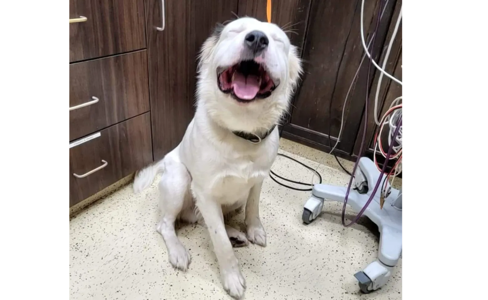 Dog with Mouth Open Smiling Dog with Mouth Open Smiling