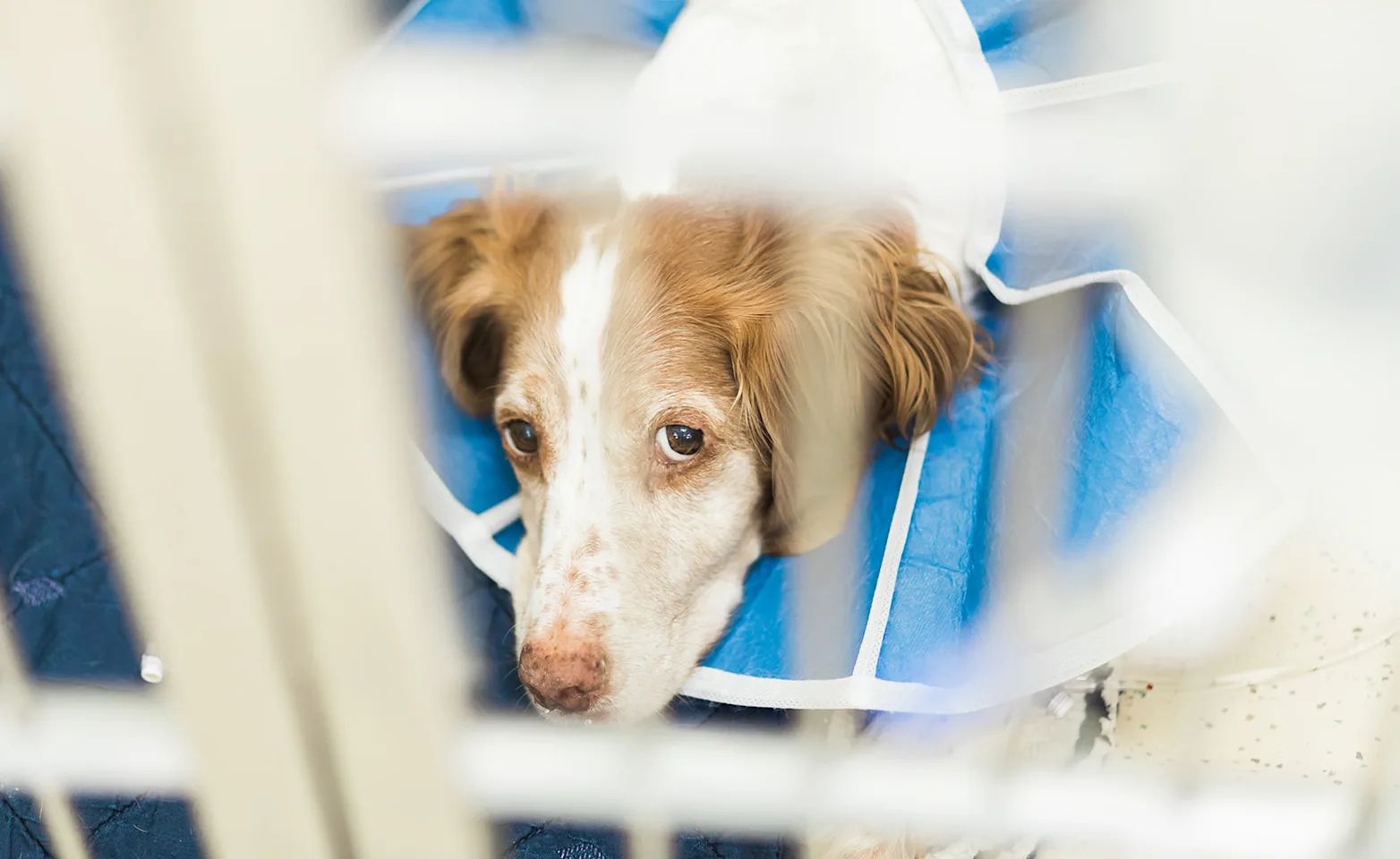 Dog in a cone in a cage Dog in a cone in a cage