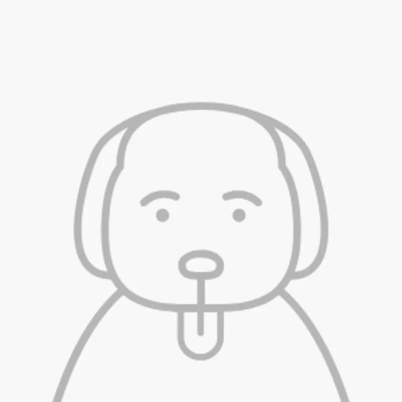 Line art illustration showing an outline of a dog Line art illustration showing an outline of a dog