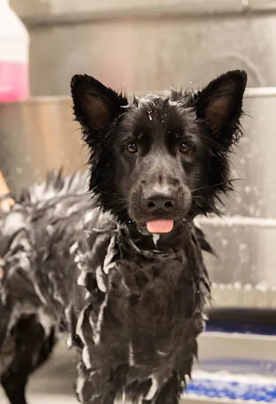 Dog receiving a bath Dog receiving a bath