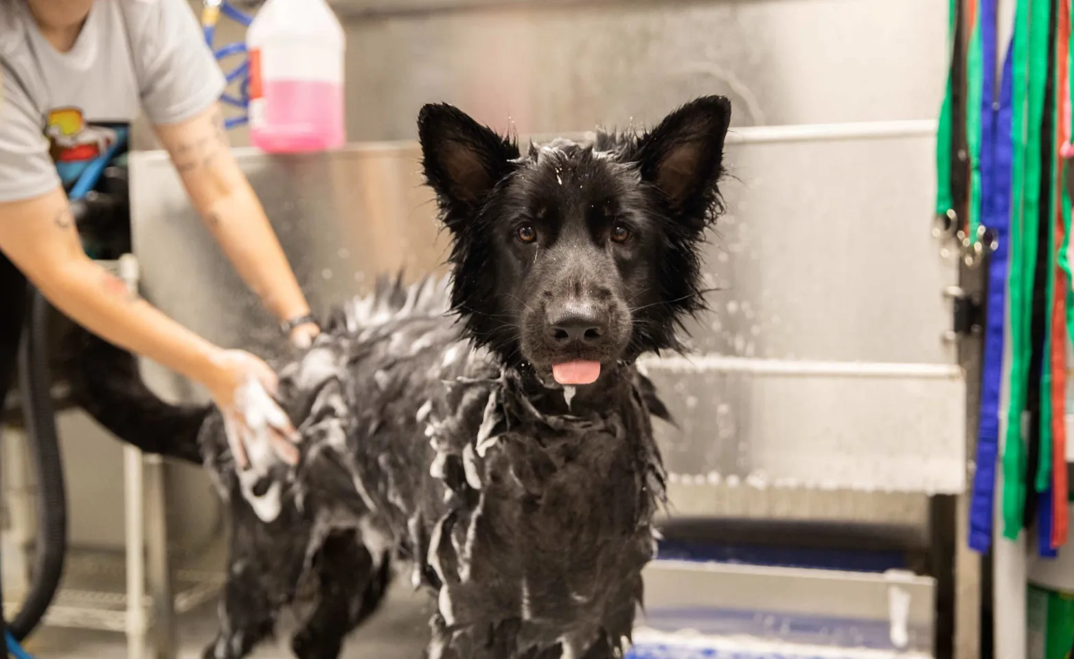 Dog receiving a bath