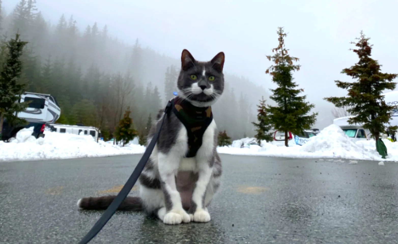 A photo of the kitten named Todd, looking handsome on a stroll in the snow.