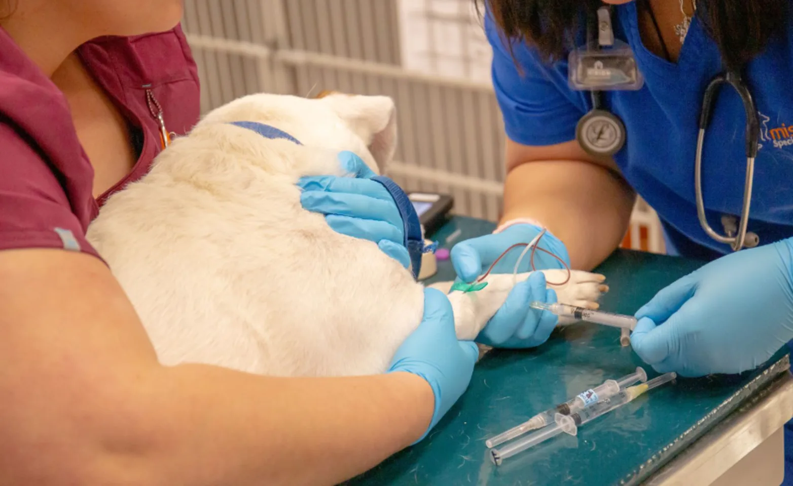 Patient Dog Treatment