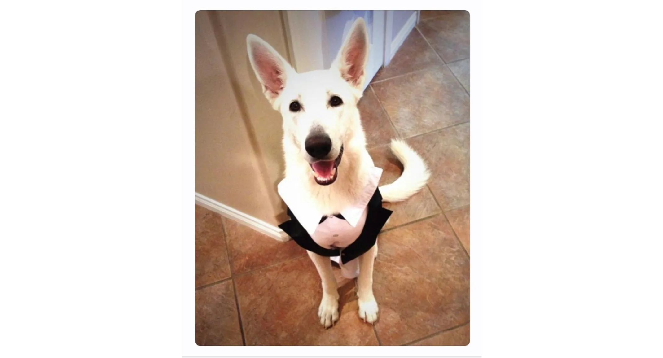 Zoos Tanus Zoos Tanus