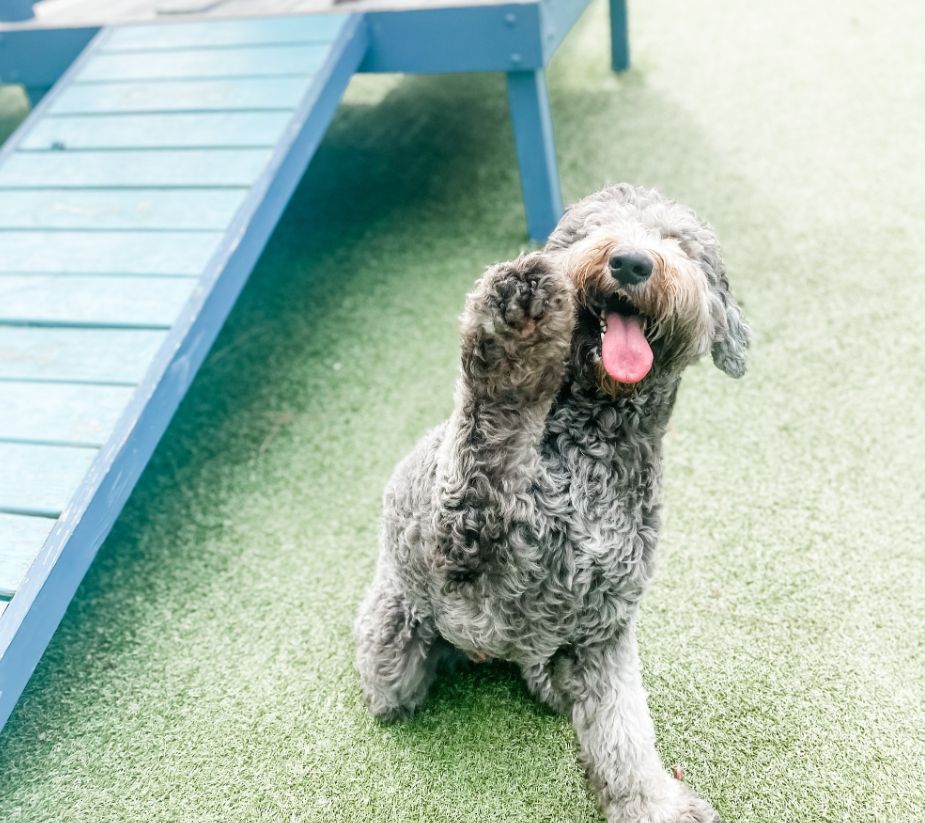 A Doodle raising it's paw outside in the play area