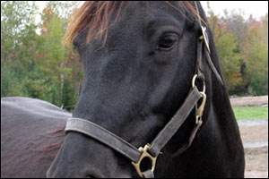 horse in halter 