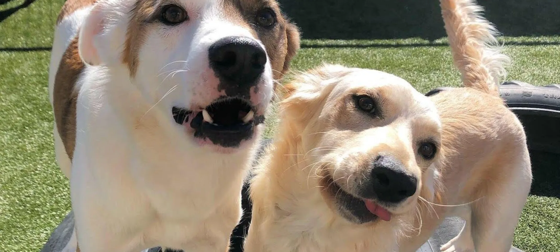 Two happy dogs. Two happy dogs.