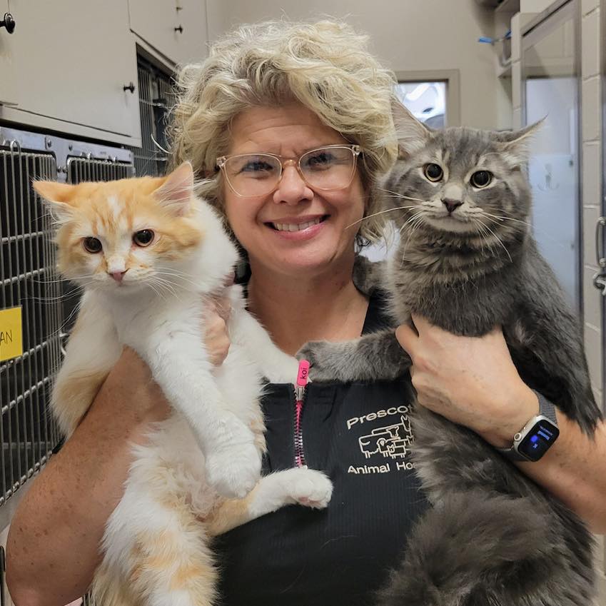 vet holding 2 cats 