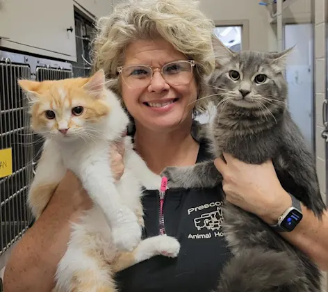 vet holding 2 cats vet holding 2 cats