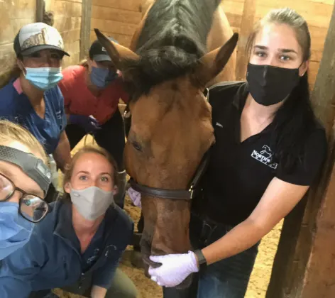 Dental exam being performed on a horse at Northwest Equine Veterinary Associates Dental exam being performed on a horse at Northwest Equine Veterinary Associates