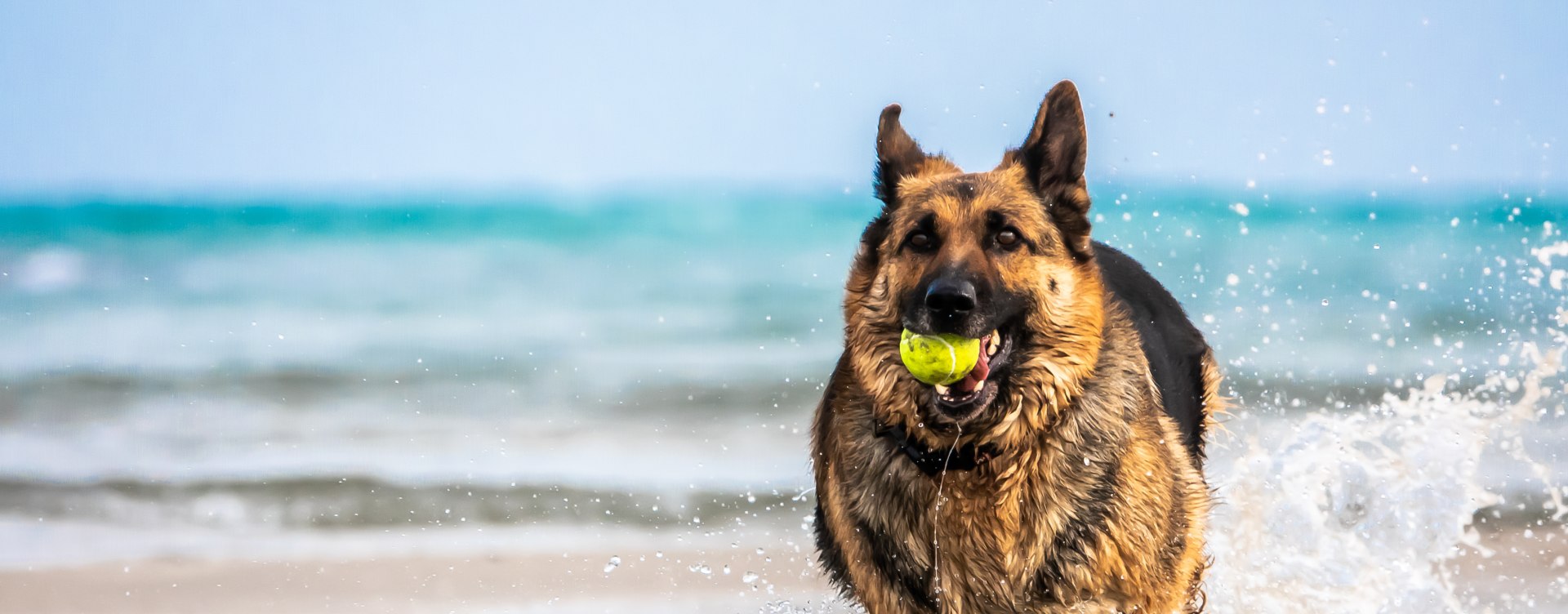 Dog on the beach with a ball in it's mouth.
