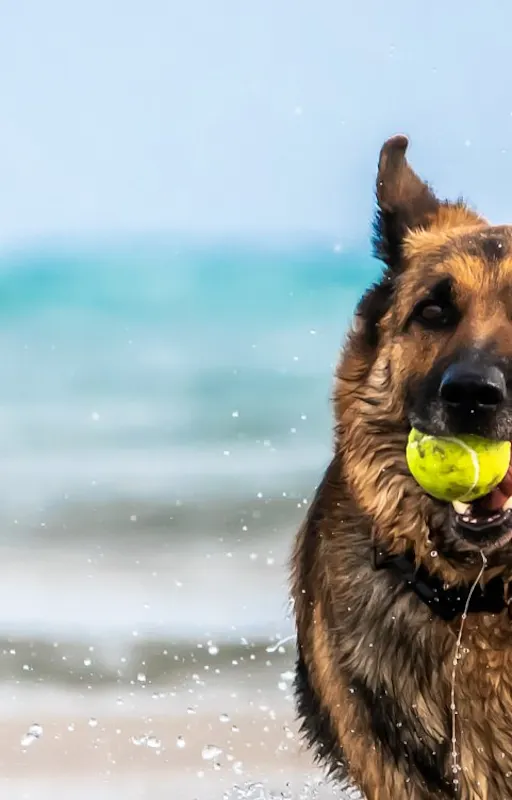 Dog on the beach with a ball in it's mouth. Dog on the beach with a ball in it's mouth.