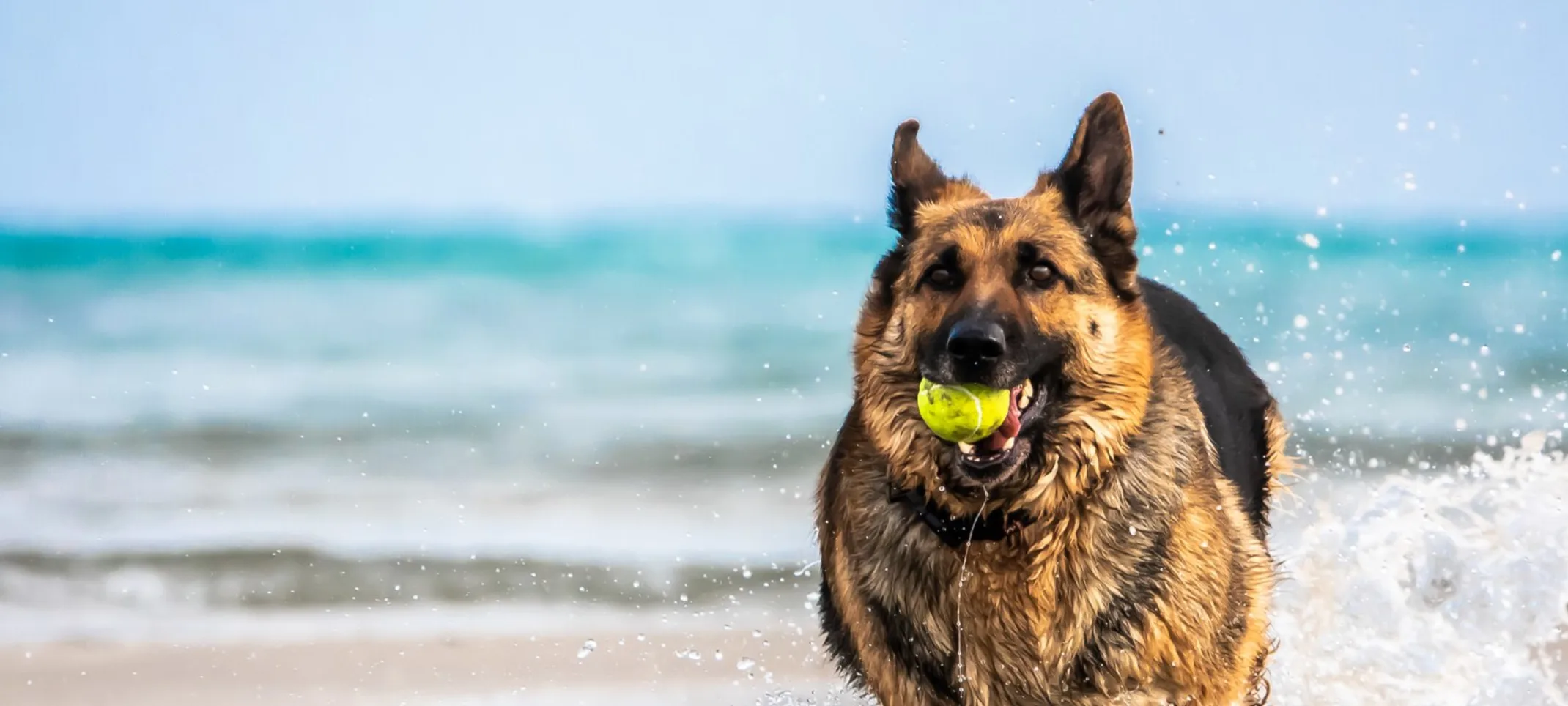 Dog on the beach with a ball in it's mouth. Dog on the beach with a ball in it's mouth.