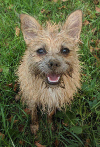 Brown Dog Standing on Grass