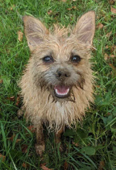 Brown Dog Standing on Grass Brown Dog Standing on Grass