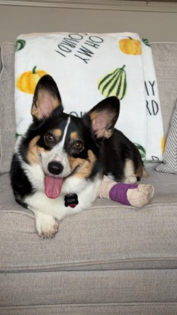 Dog with a bandaged foot lying on a couch