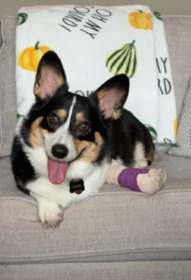Dog with a bandaged foot lying on a couch Dog with a bandaged foot lying on a couch