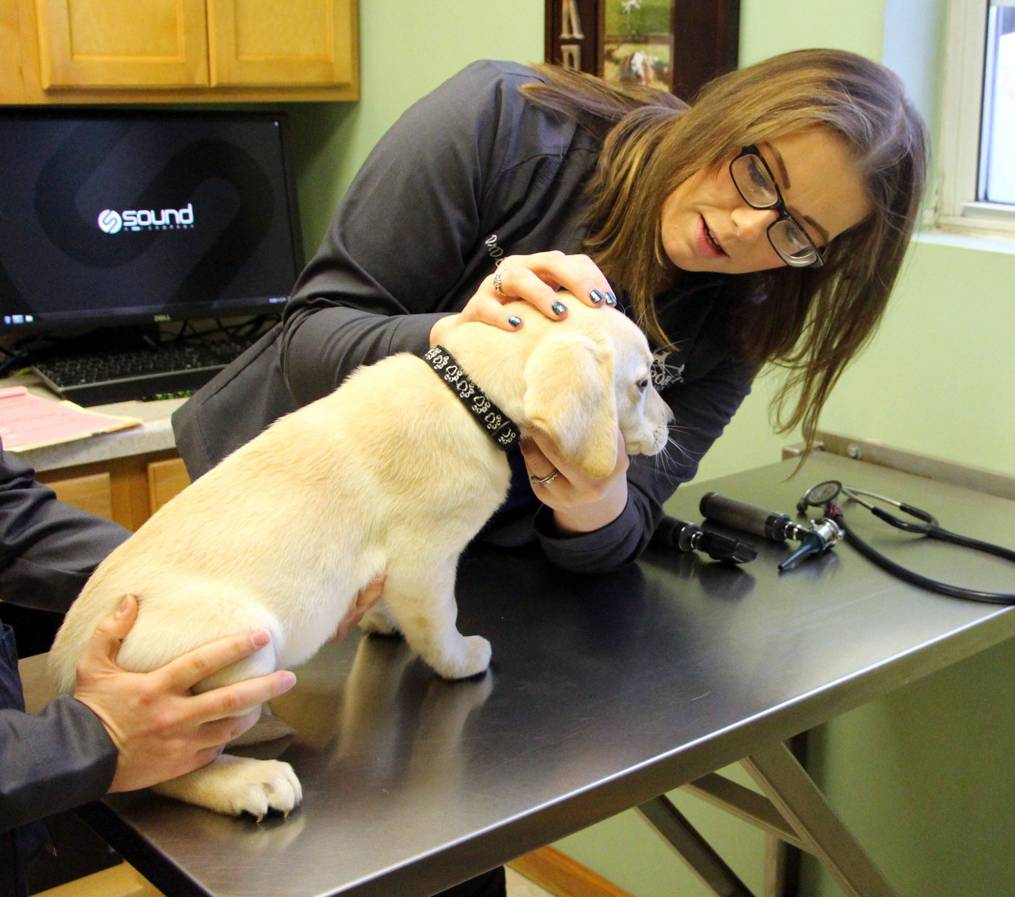 Dog getting his ear looked at