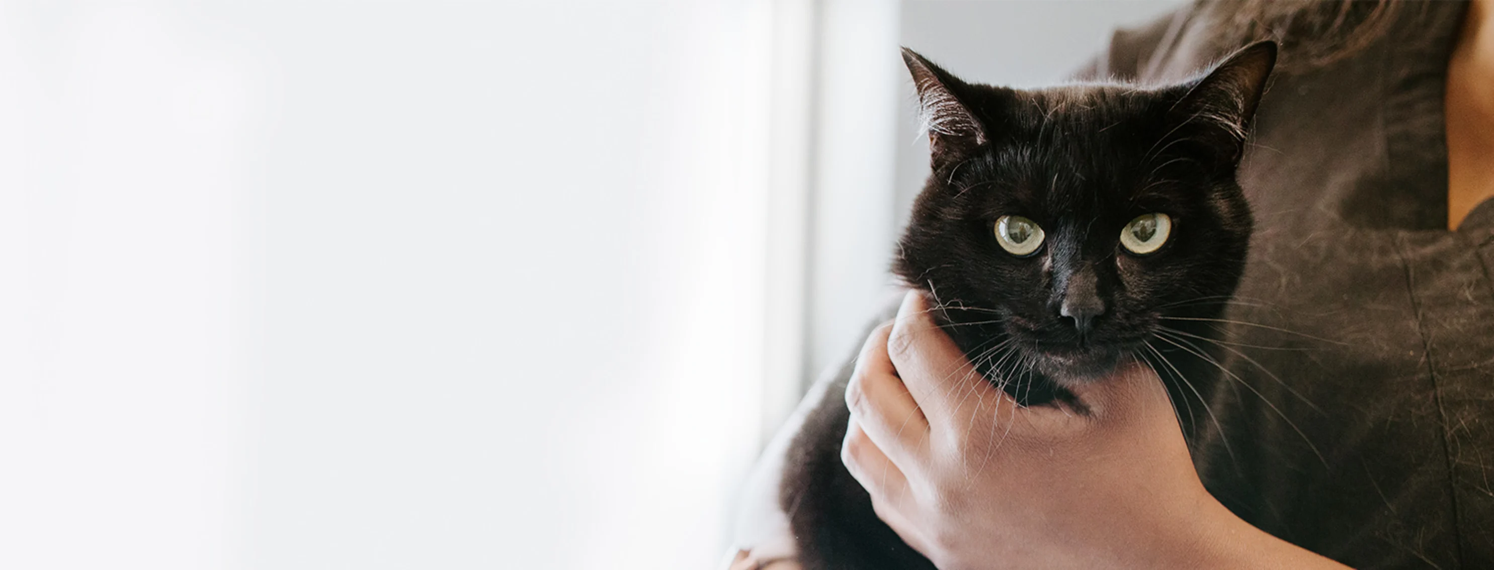 black fluffy cat in staff arms