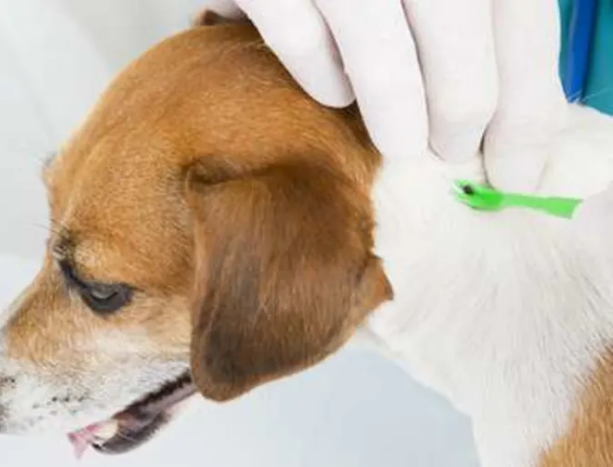 Keeping Your Pets Safe During Flea and Tick Season Keeping Your Pets Safe During Flea and Tick Season