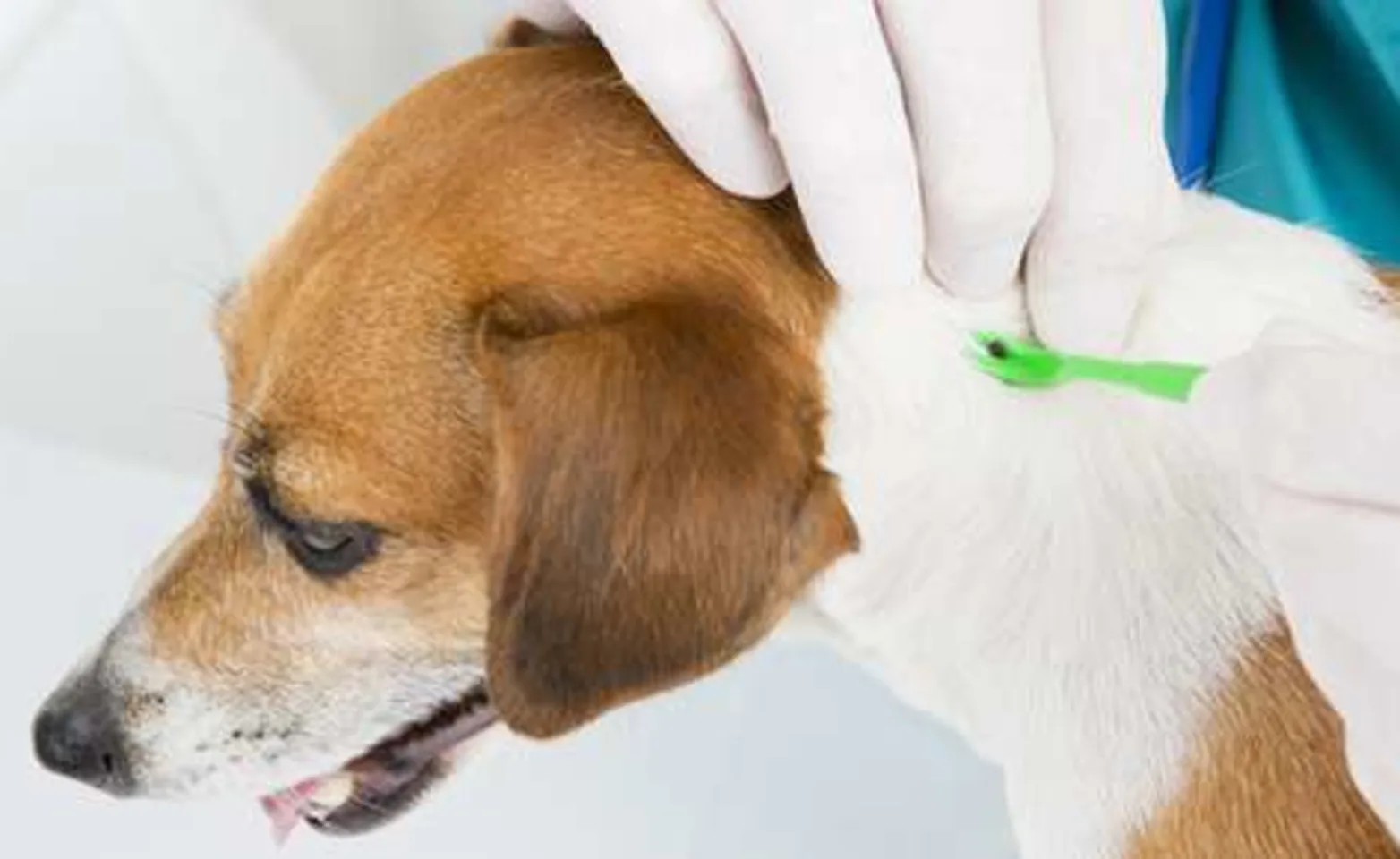 Keeping Your Pets Safe During Flea and Tick Season Keeping Your Pets Safe During Flea and Tick Season