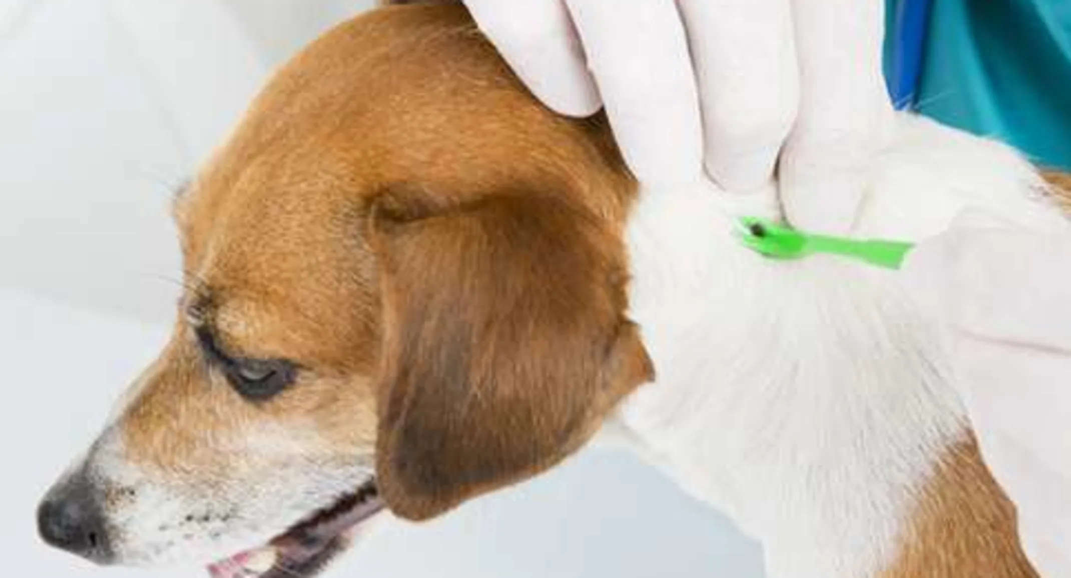 Keeping Your Pets Safe During Flea and Tick Season