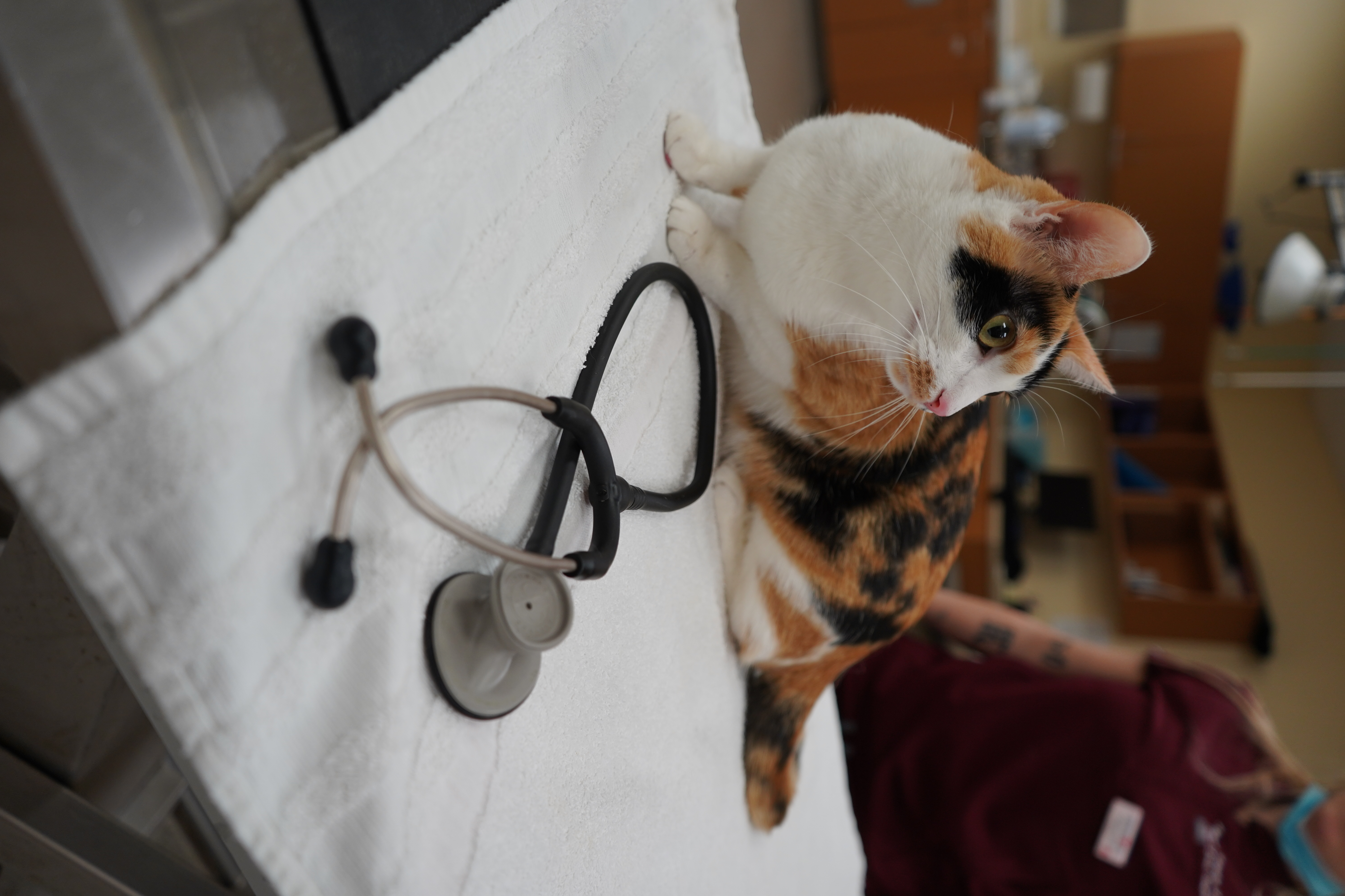 Veterinarian in Greenville, SC | Upstate Vet Emergency